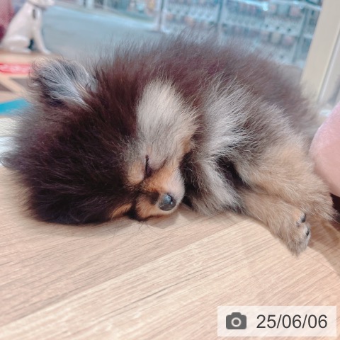 ポメラニアンの写真