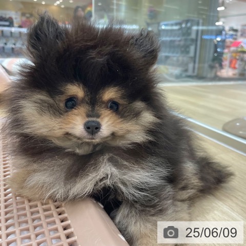 ポメラニアンの写真