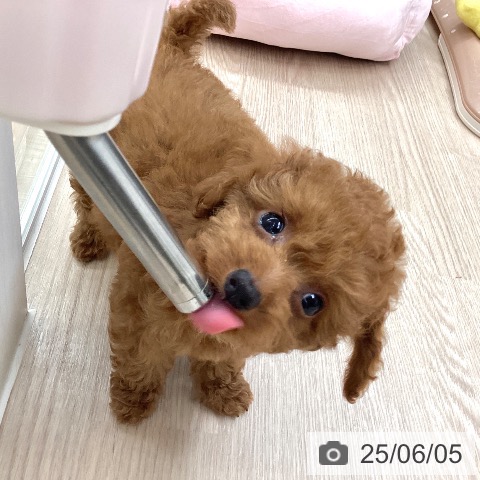 トイ・プードルの写真