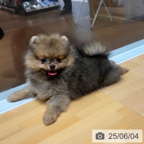 ポメラニアンの写真