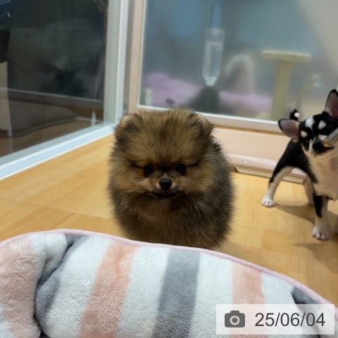 ポメラニアンの写真