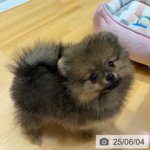 ポメラニアンの写真