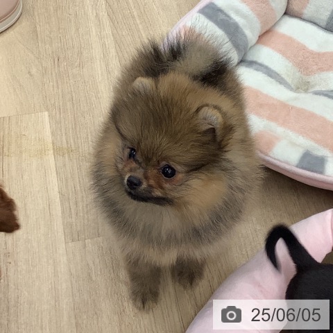 ポメラニアンの写真