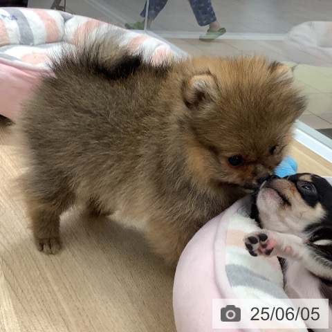 ポメラニアンの写真