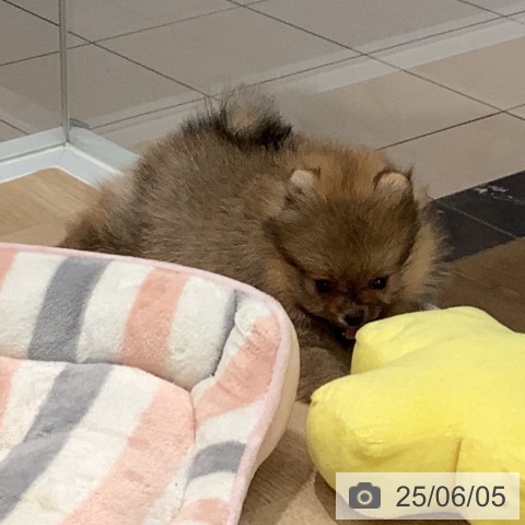 ポメラニアンの写真