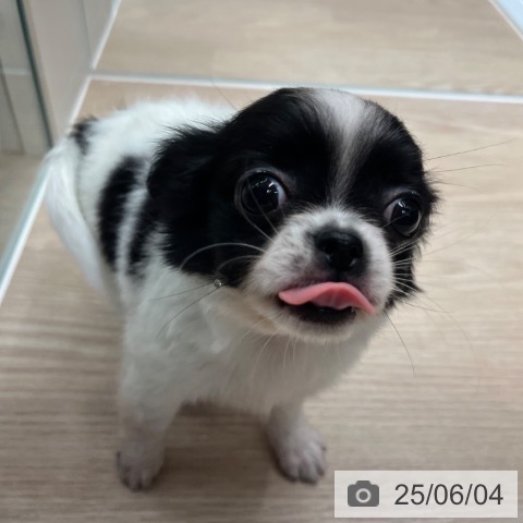 チワワの写真