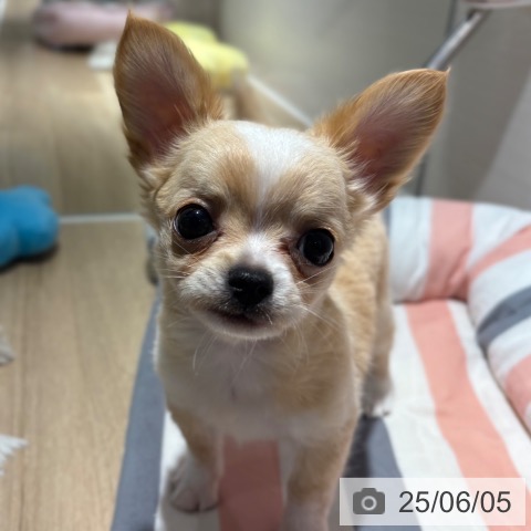 チワワの写真