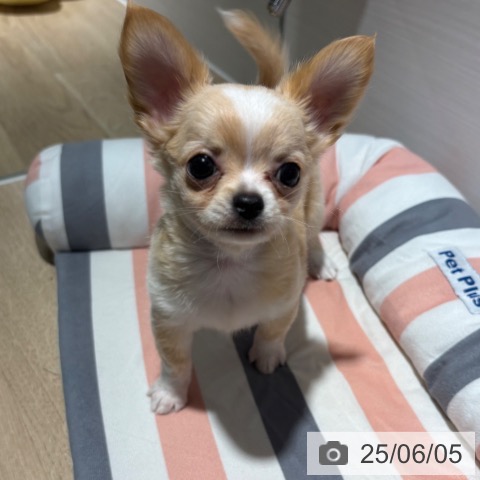 チワワの写真
