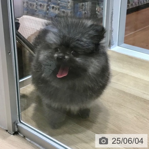ポメラニアンの写真
