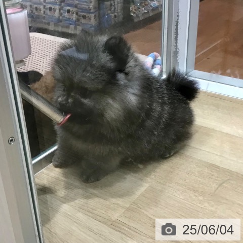 ポメラニアンの写真