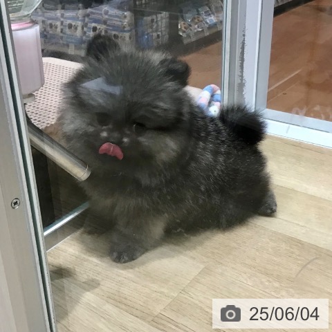 ポメラニアンの写真