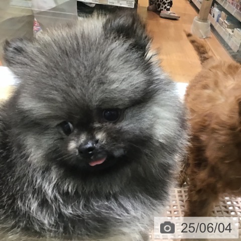 ポメラニアンの写真