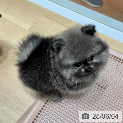 ポメラニアンの写真