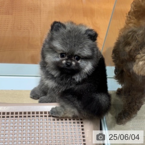 ポメラニアンの写真