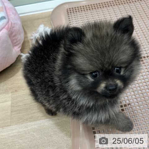 ポメラニアンの写真