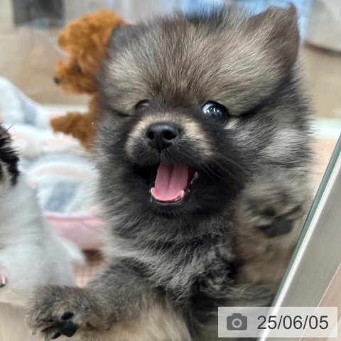 ポメラニアンの写真