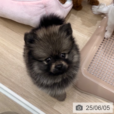 ポメラニアンの写真