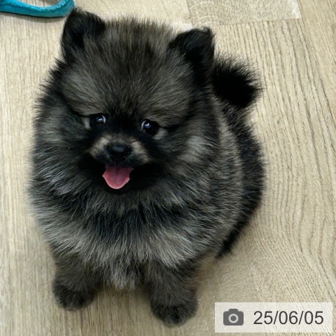 ポメラニアンの写真