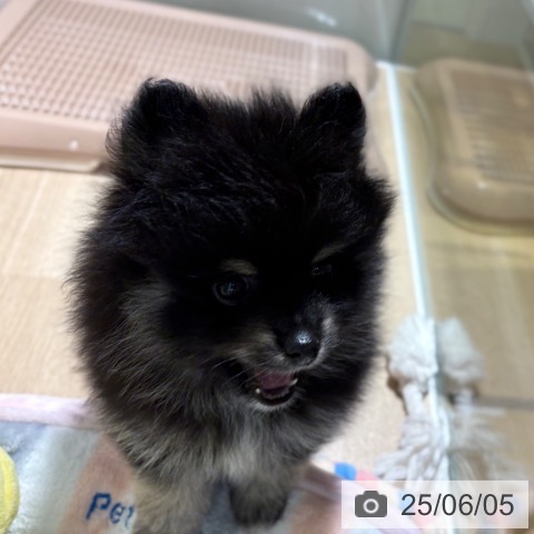 ポメラニアンの写真