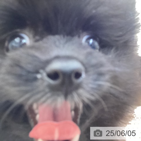 ポメラニアンの写真