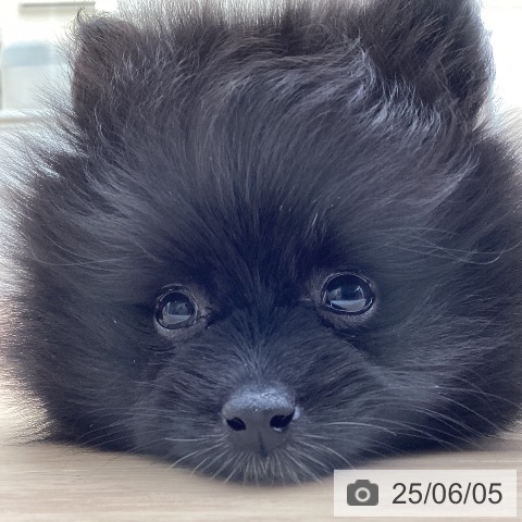 ポメラニアンの写真