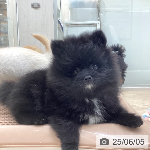 ポメラニアンの写真