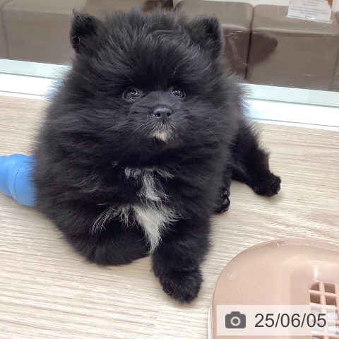 ポメラニアンの写真