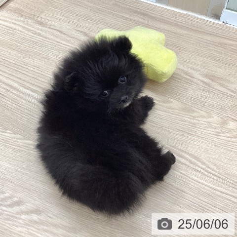 ポメラニアンの写真
