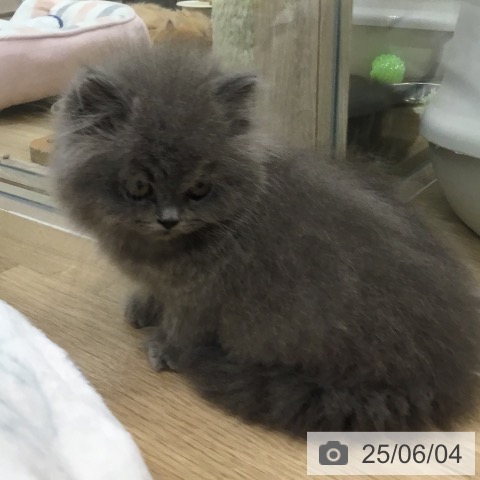 ブリティッシュロングヘアの写真