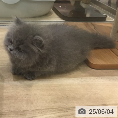 ブリティッシュロングヘアの写真