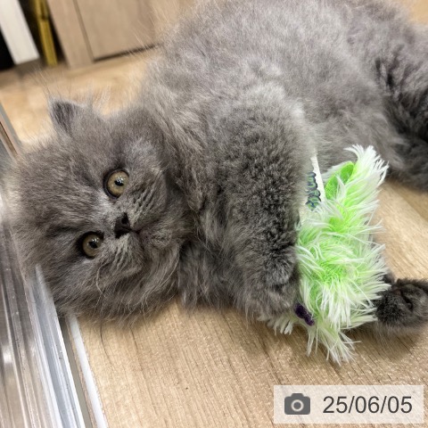 ブリティッシュロングヘアの写真