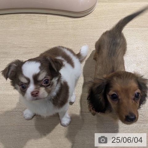 チワワの写真