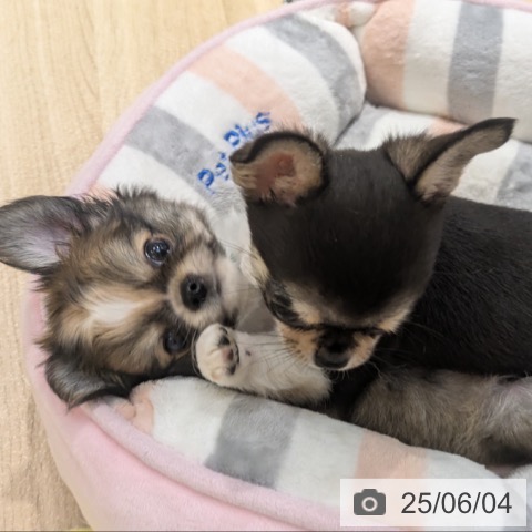 チワワの写真