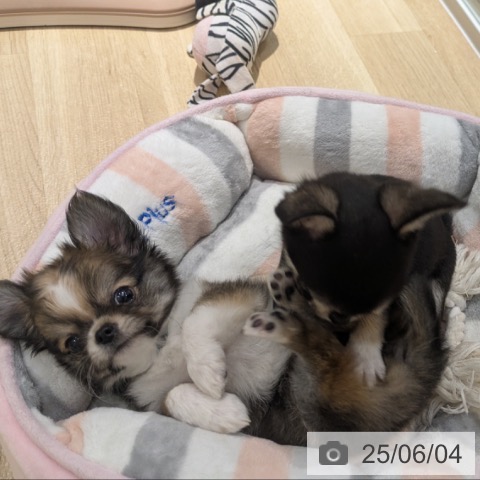 チワワの写真