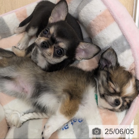 チワワの写真