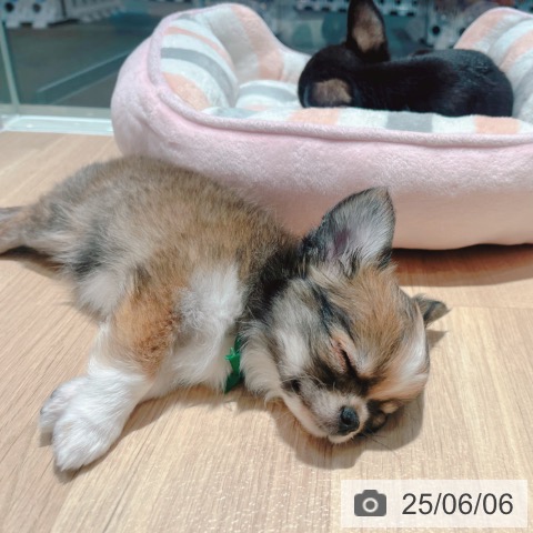 チワワの写真