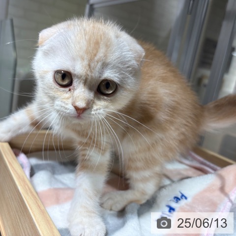 スコティッシュフォールドの写真