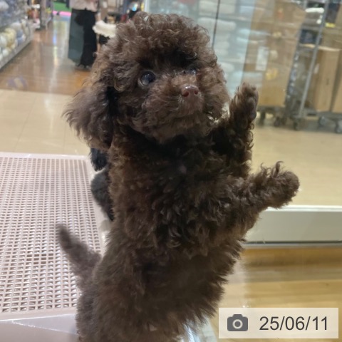 トイ・プードルの写真