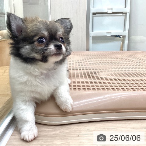 チワワの写真