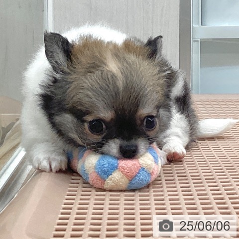 チワワの写真