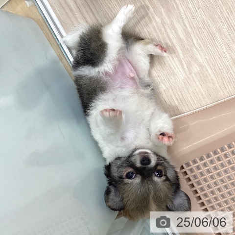 チワワの写真