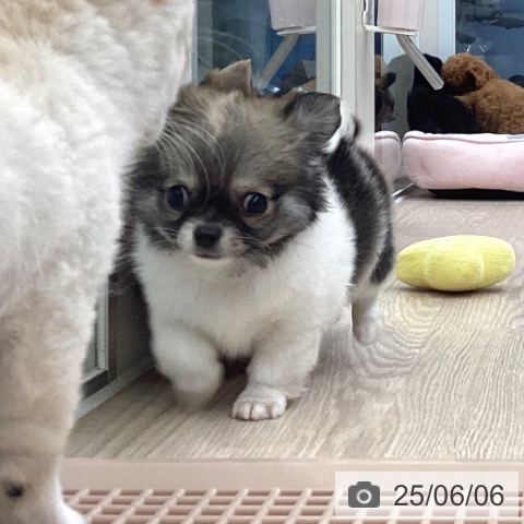 チワワの写真