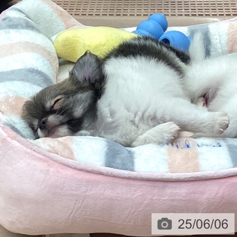 チワワの写真