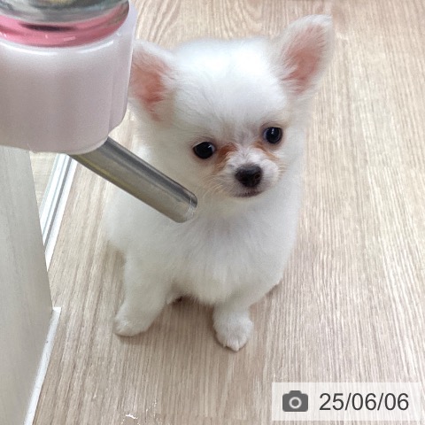 チワワの写真