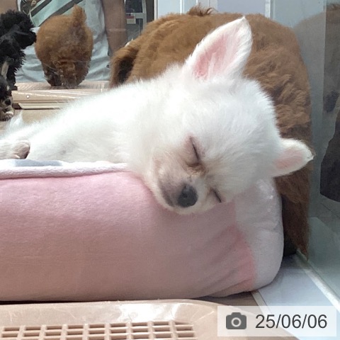 チワワの写真