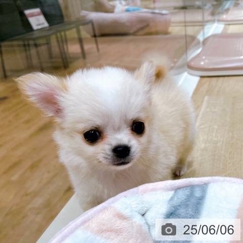 チワワの写真