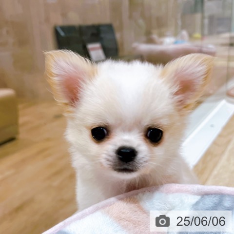 チワワの写真