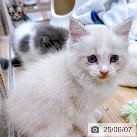 ラグドールの写真