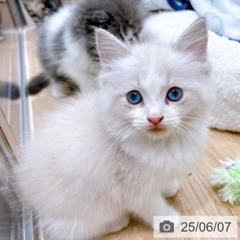 ラグドールの写真