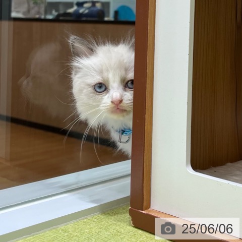 ラグドールの写真